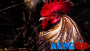 Quy định thi đấu đá gà Campuchia