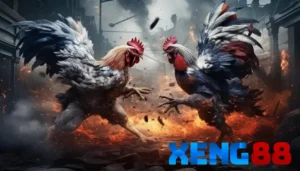 Tìm hiểu về văn hóa đá gà cựa sắt truyền thống